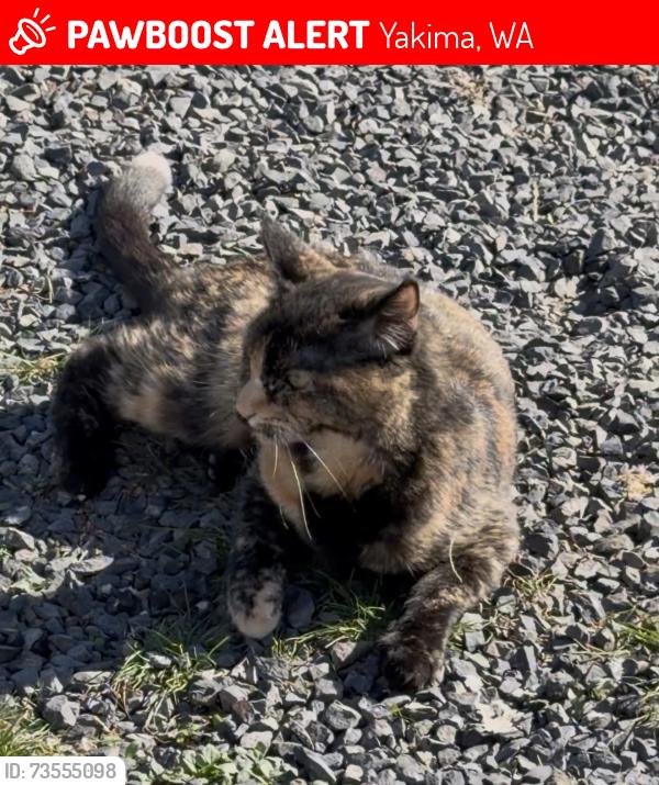 Lost Female Cat last seen S 5th ave, Yakima, WA 98903