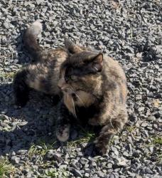 Lost Female Cat last seen S 5th ave, Yakima, WA 98903