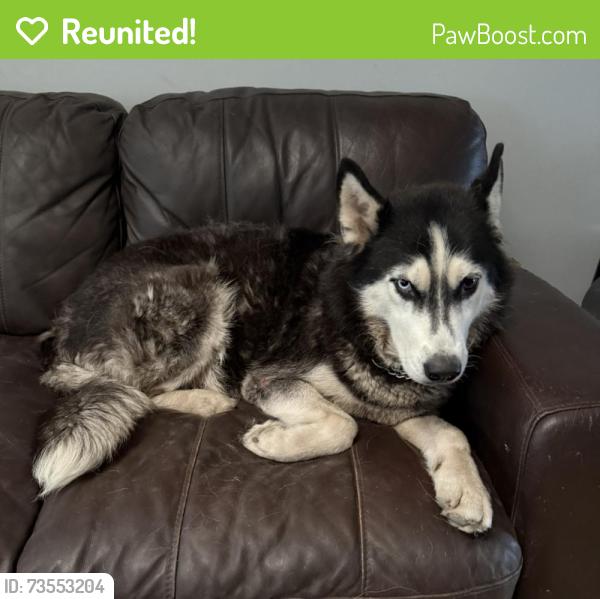 Reunited Female Dog last seen Sunrise and 118th Ave, Plantation, FL 33323