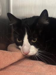 Shelter Stray Female Cat last seen Callow Avenue, BREMERTON, WA, 98312, 9167 Dickey Rd NW, Silverdale, WA 98383, USA
