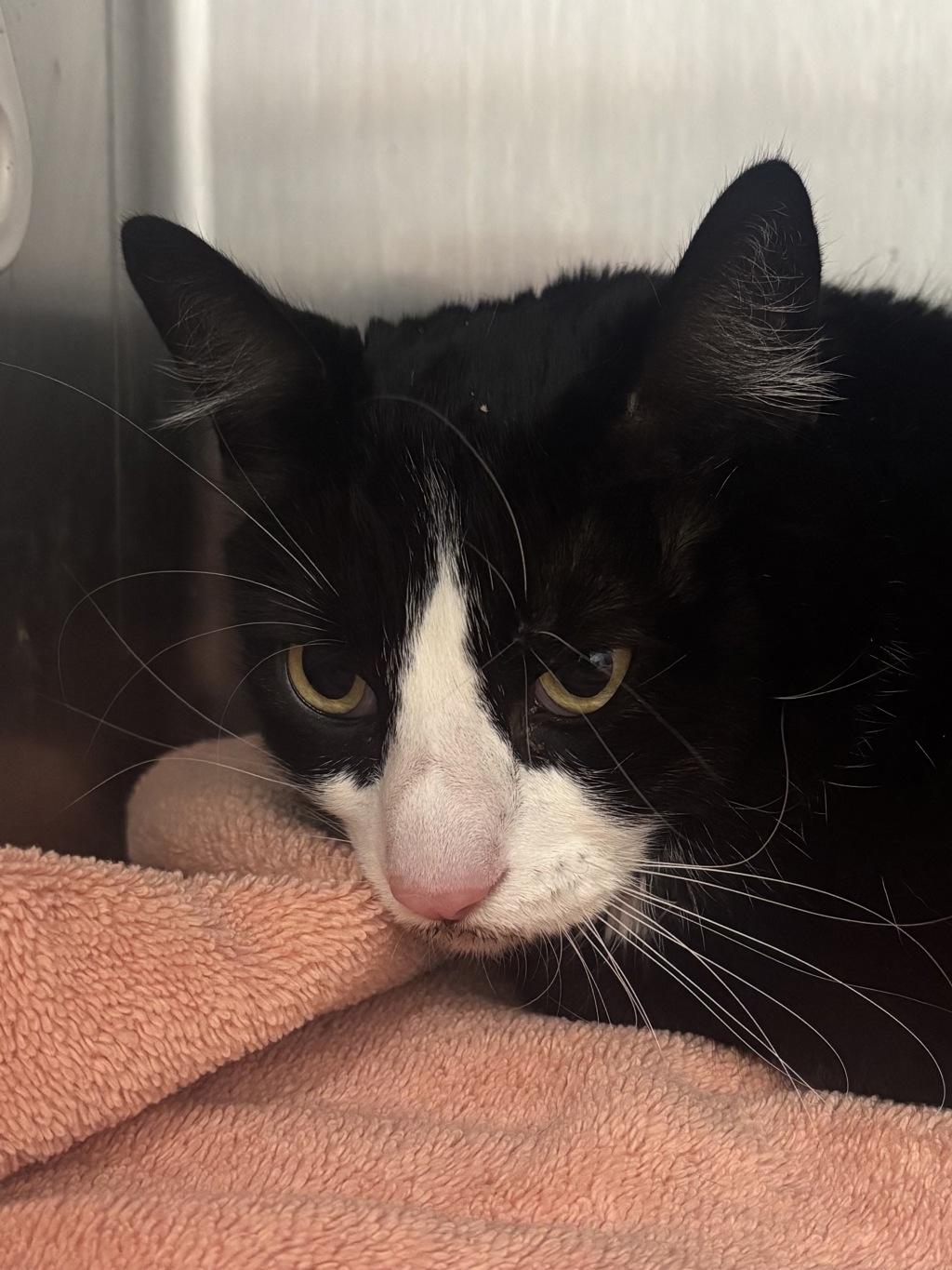 Shelter Stray Female Cat last seen Callow Avenue, BREMERTON, WA, 98312, 9167 Dickey Rd NW, Silverdale, WA 98383, USA