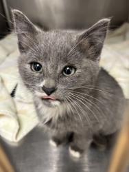 Shelter Stray Male Cat last seen NW Bucklin Hill Drive, Silverdale, WA, 98383, 9167 Dickey Rd NW, Silverdale, WA 98383, USA