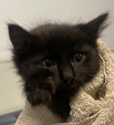 Shelter Stray Male Cat last seen Near Crandall Drive, San Diego, CA, 92111, 5500 Gaines St, San Diego, CA 92110, USA
