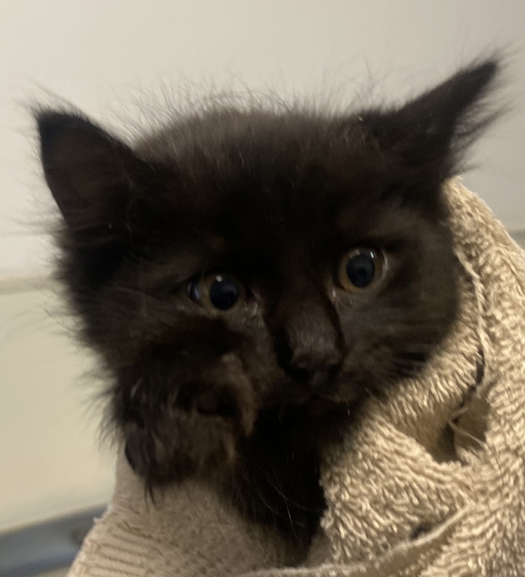 Shelter Stray Male Cat last seen Near Crandall Drive, San Diego, CA, 92111, 5500 Gaines St, San Diego, CA 92110, USA