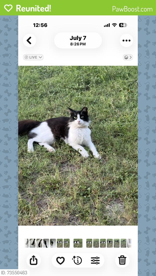 Reunited Female Cat last seen Buddy Owens & Taylor Rd, Mission, TX 78501