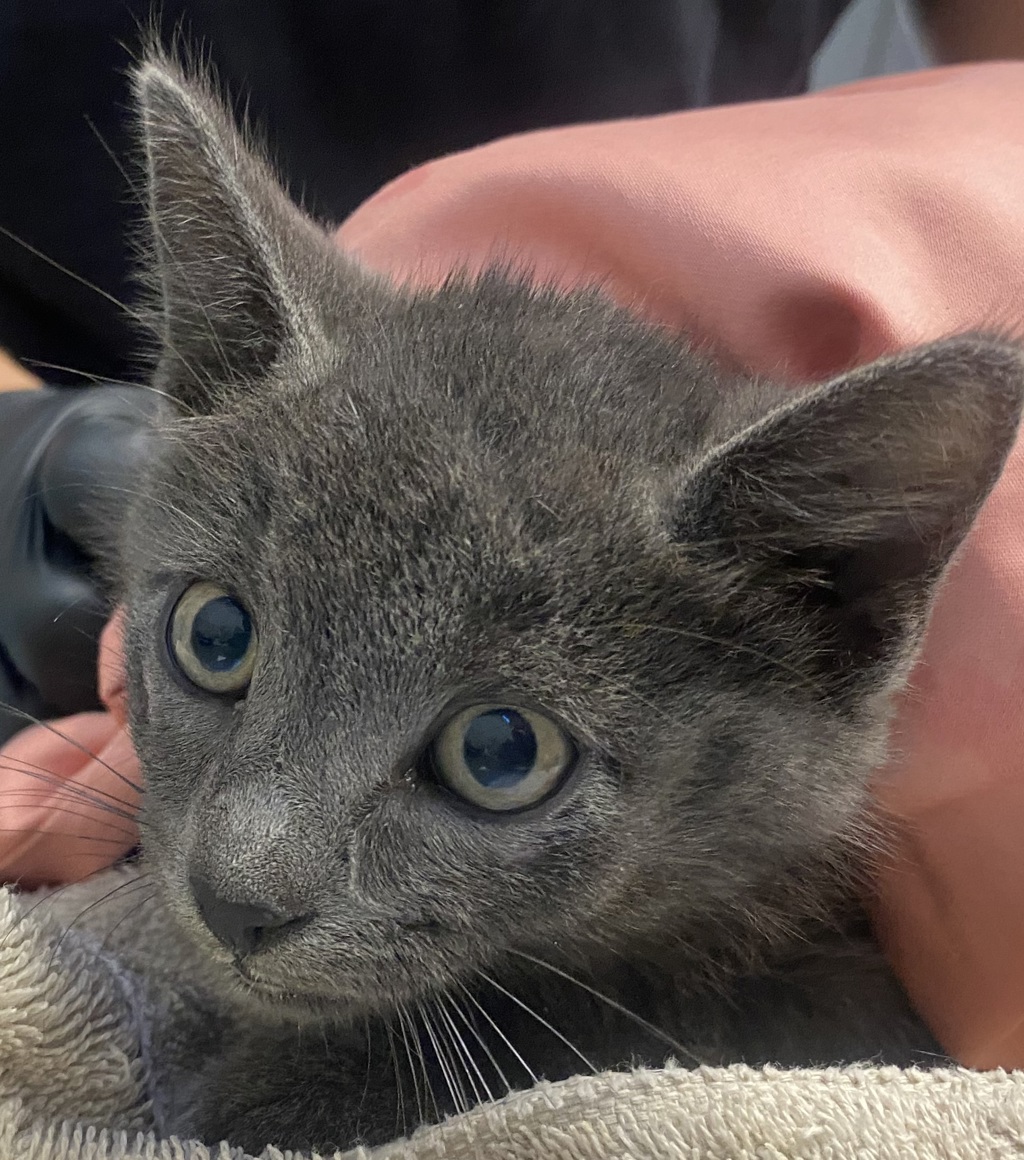 Shelter Stray Male Cat last seen Near Crandall Drive, San Diego, CA, 92111, 5500 Gaines St, San Diego, CA 92110, USA