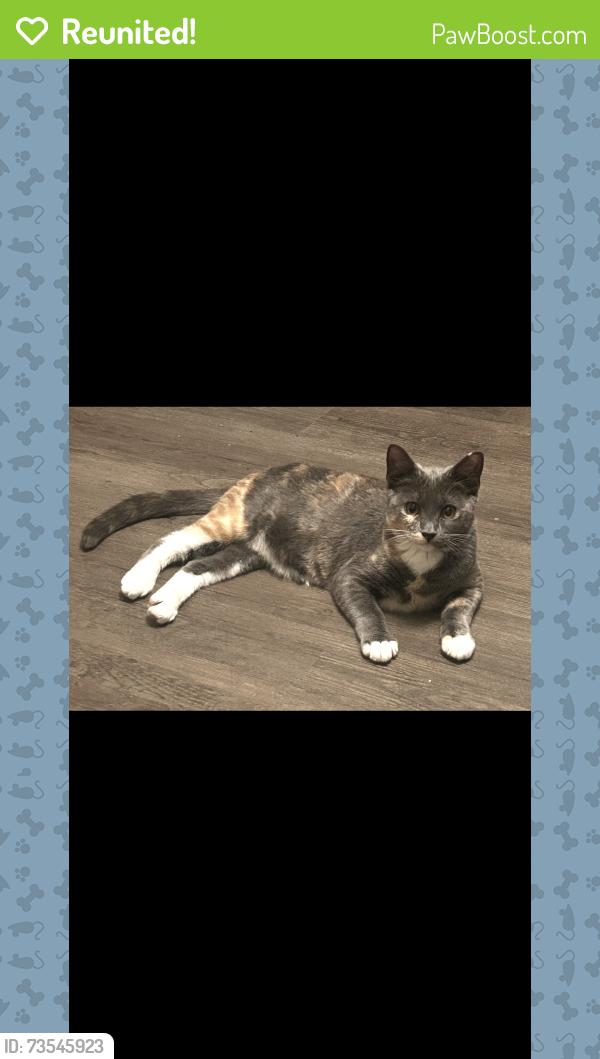 Reunited Female Cat last seen Prominade at Reflection Lakes, Fort Myers, FL 33907