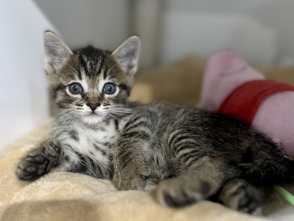 Shelter Stray Male Cat last seen Diza Road, San Diego, CA, 92154, 5500 Gaines St, San Diego, CA 92110, USA