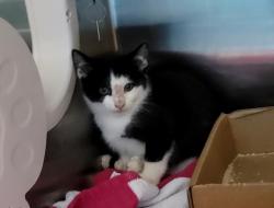Shelter Stray Female Cat last seen Near St Pauls Avenue, STATEN ISLAND, NY, 10301, 3139 Veterans Rd W, Staten Island, NY 10309, USA