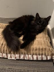 Lost Male Cat last seen Pemberleigh Park Drive, Galloway OH, Galloway, OH 43119