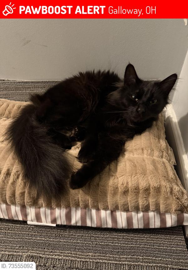 Lost Male Cat last seen Pemberleigh Park Drive, Galloway OH, Galloway, OH 43119