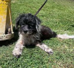 Shelter Stray Male Dog last seen Near 22nd, San Diego, CA, 92102, 5500 Gaines St, San Diego, CA 92110, USA