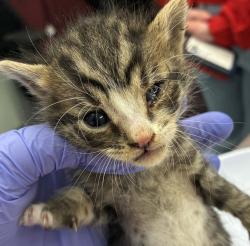 Shelter Stray Male Cat last seen Columbia/Vancouver, OR, 1700 W Historic Columbia River Hwy, Troutdale, OR 97060, USA