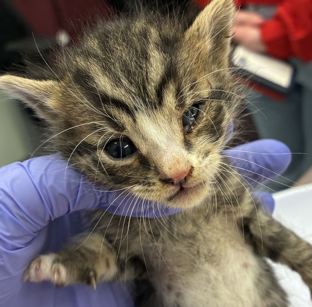 Shelter Stray Male Cat last seen Columbia/Vancouver, OR, 1700 W Historic Columbia River Hwy, Troutdale, OR 97060, USA