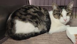 Shelter Stray Unknown Cat last seen NE Leverich Park Way & NE Leverich CT, VANCOUVER, WA, 98663, 1100 NE 192nd Ave, Vancouver, WA 98684, USA
