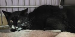 Shelter Stray Unknown Cat last seen Gun Club Rd and Whitetail Ln, WOODLAND, WA, 98674, 1100 NE 192nd Ave, Vancouver, WA 98684, USA