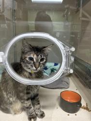 Shelter Stray Female Cat last seen NW 19th/Pettygrove, OR, 1700 W Historic Columbia River Hwy, Troutdale, OR 97060, USA