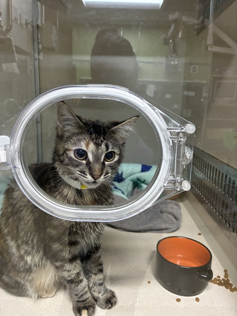 Shelter Stray Female Cat last seen NW 19th/Pettygrove, OR, 1700 W Historic Columbia River Hwy, Troutdale, OR 97060, USA