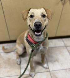 Shelter Stray Male Dog last seen NE 102nd and Glisan, PORTLAND, OR, 97220, 1700 W Historic Columbia River Hwy, Troutdale, OR 97060, USA