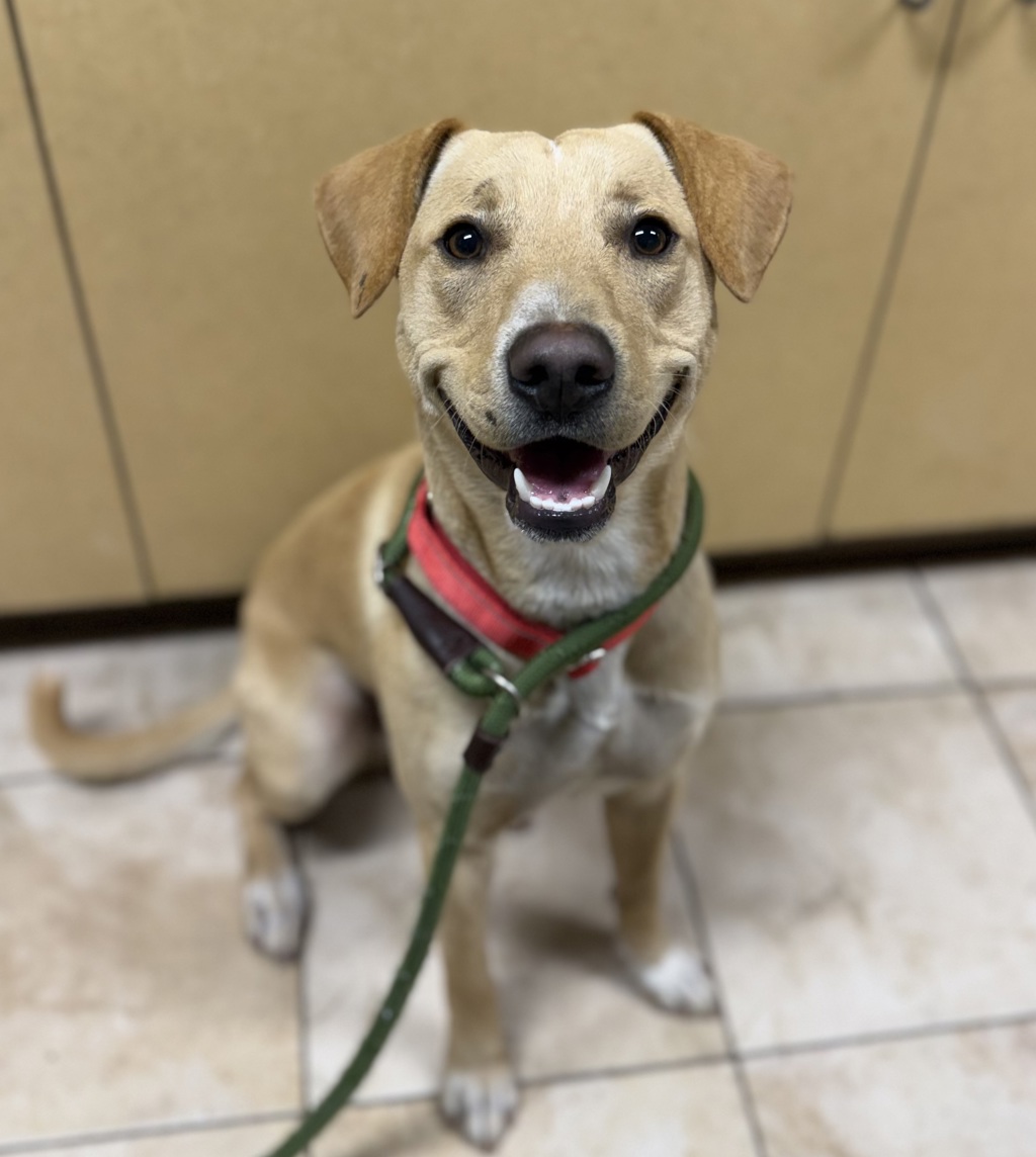Shelter Stray Male Dog last seen NE 102nd and Glisan, PORTLAND, OR, 97220, 1700 W Historic Columbia River Hwy, Troutdale, OR 97060, USA