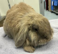 Shelter Stray Male Rabbit last seen N Azalea Ave and N Flower Dr, PORTLAND, OR, 97217, 1700 W Historic Columbia River Hwy, Troutdale, OR 97060, USA