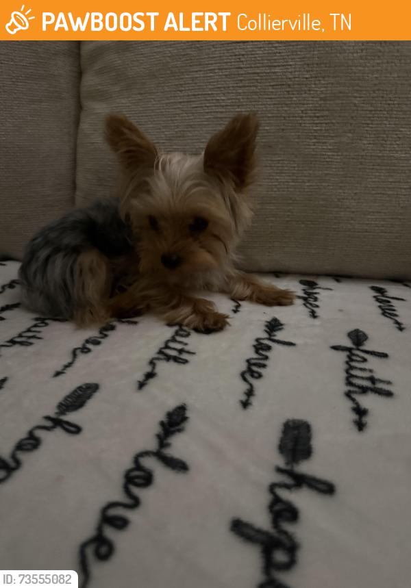 Found/Stray Female Dog last seen Running in the middle of the street, Collierville, TN 38017