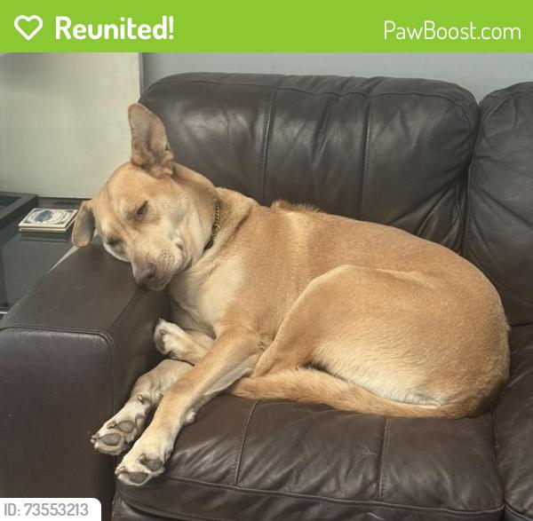 Reunited Female Dog last seen Sunrise and 118th Ave, Plantation, FL 33323