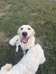 Found/Stray Female Dog last seen Bur Mill Park, Greensboro, NC 27410