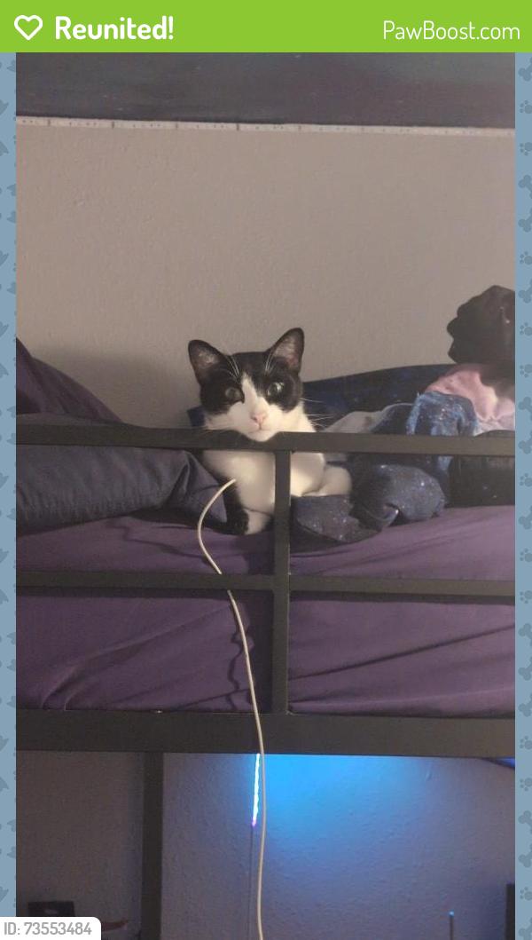 Reunited Male Cat last seen Christopher Dr and mockingbird, Denton, TX 76209