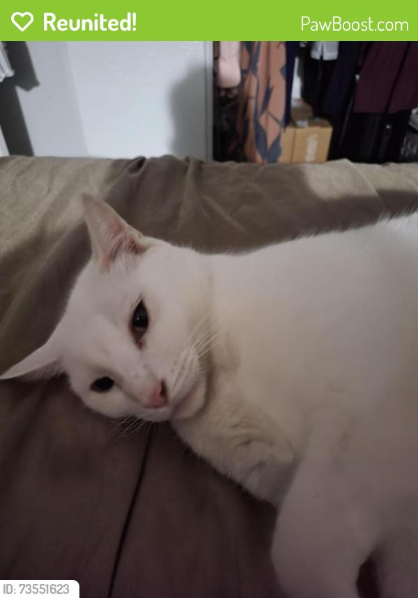 Reunited Male Cat last seen Near canary dr, Irving, TX 75062