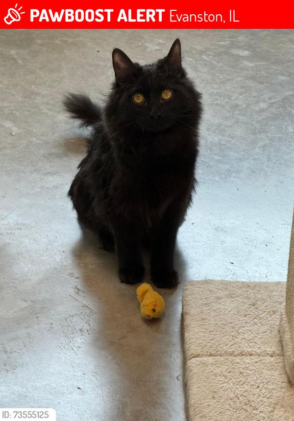 Lost Female Cat last seen Near Church Street, Evanston, IL 60201