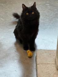 Lost Female Cat last seen Near Church Street, Evanston, IL 60201