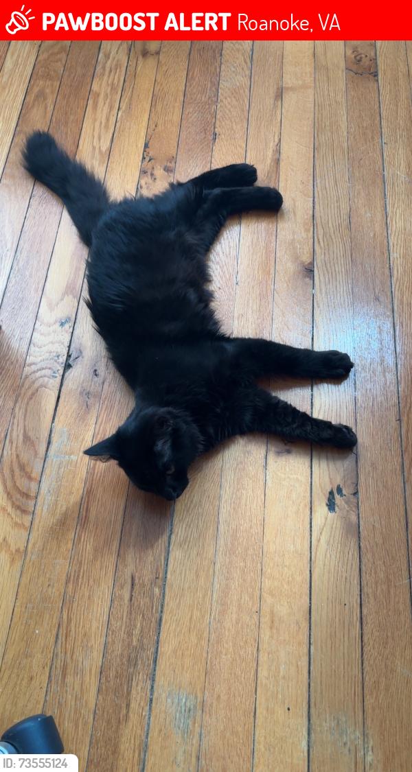 Lost Male Cat last seen Near Arby’s in Southeast Roanoke, Roanoke, VA 24013
