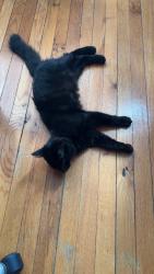 Lost Male Cat last seen Near Arby’s in Southeast Roanoke, Roanoke, VA 24013