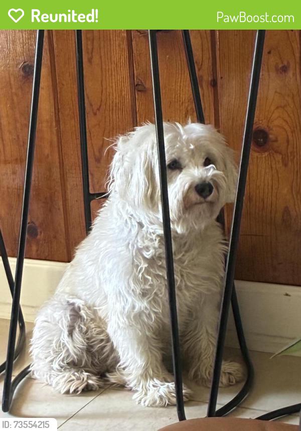 Reunited Female Dog last seen by the monastery, Pomona, CA 91767