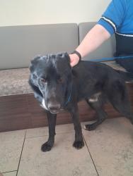 Reunited Male Dog last seen Lake mead and mohawk, Henderson, NV 89011