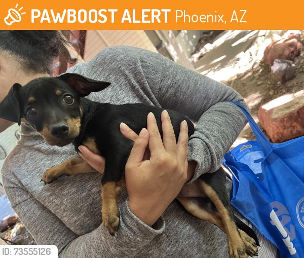 Found/Stray Male Dog last seen Osborn and 7th Ave, Phoenix, AZ 85013