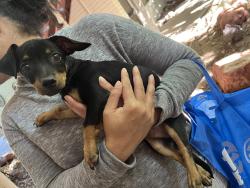 Found/Stray Male Dog last seen Osborn and 7th Ave, Phoenix, AZ 85013