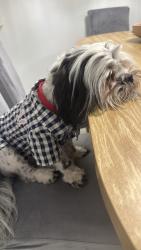 Reunited Male Dog last seen Near Batelli Ct, Las Vegas, NV 89121, USA, Las Vegas, NV 89121