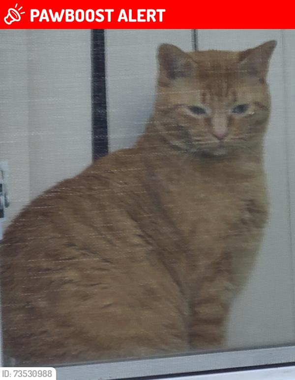 Lost Female Cat last seen Elizabeth St Pittsburgh PA15221, Wilkins Township, PA 15221