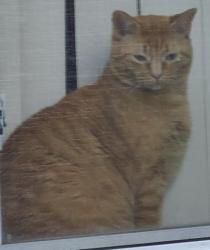 Lost Female Cat last seen Elizabeth St Pittsburgh PA15221, Wilkins Township, PA 15221