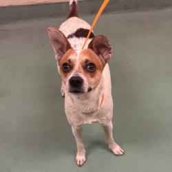 Shelter Stray Male Dog last seen , 2350 Appling City Cove, Memphis, TN 38133, USA