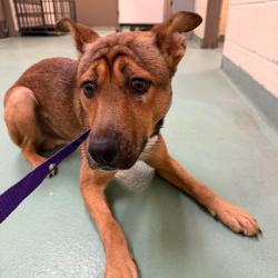 Shelter Stray Male Dog last seen , 2350 Appling City Cove, Memphis, TN 38133, USA