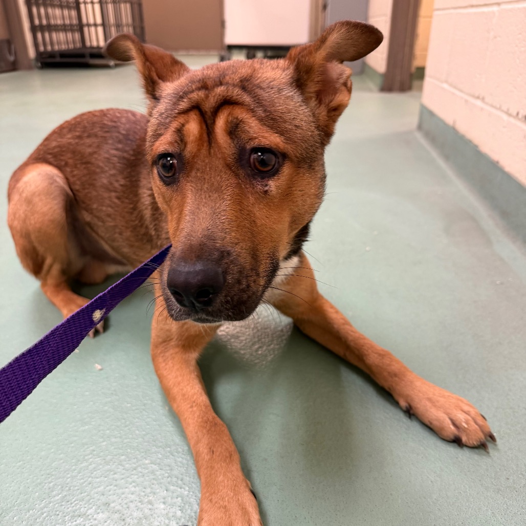 Shelter Stray Male Dog last seen , 2350 Appling City Cove, Memphis, TN 38133, USA