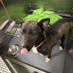 Shelter Stray Female Dog last seen , 2350 Appling City Cove, Memphis, TN 38133, USA