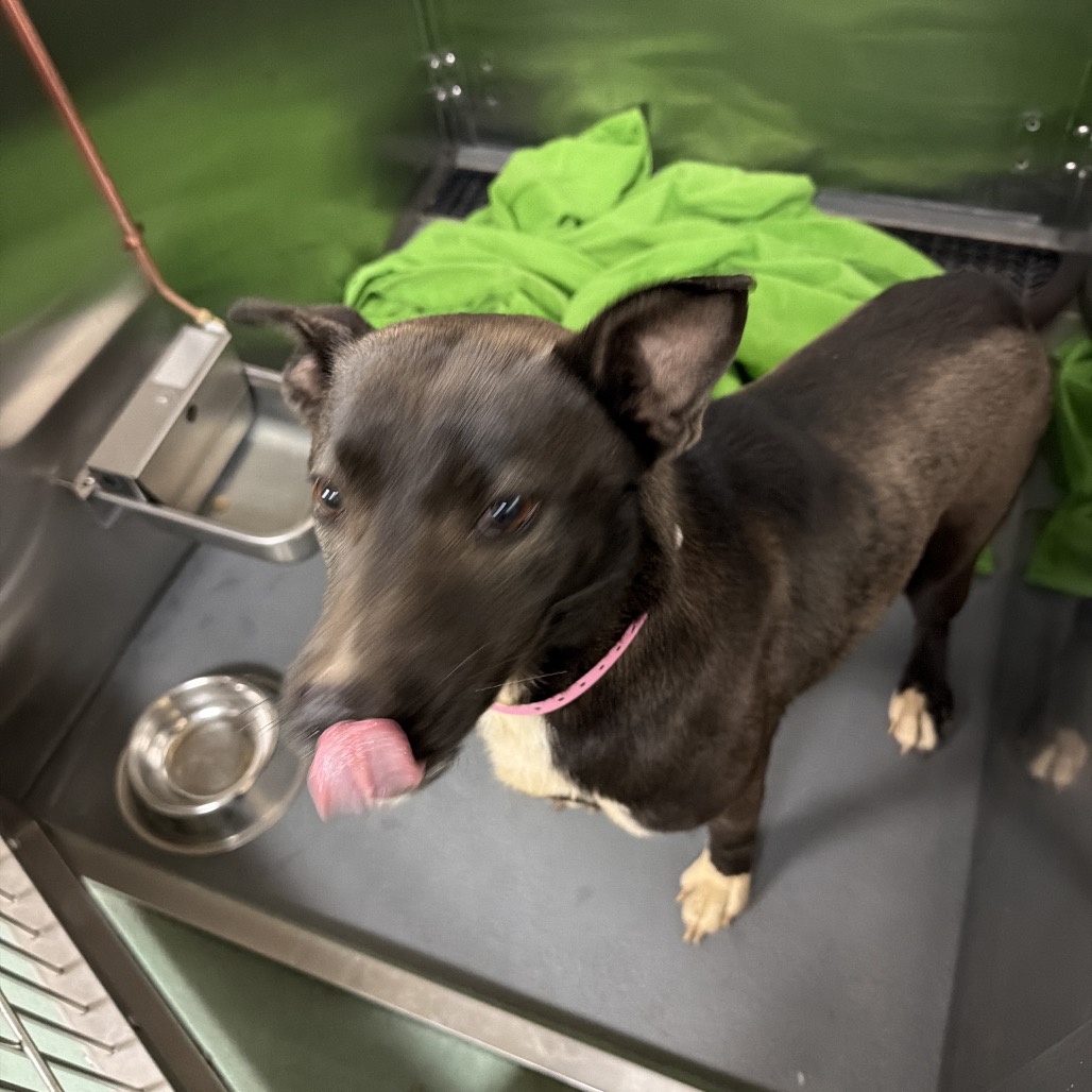Shelter Stray Female Dog last seen , 2350 Appling City Cove, Memphis, TN 38133, USA