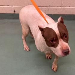 Shelter Stray Female Dog last seen , 2350 Appling City Cove, Memphis, TN 38133, USA