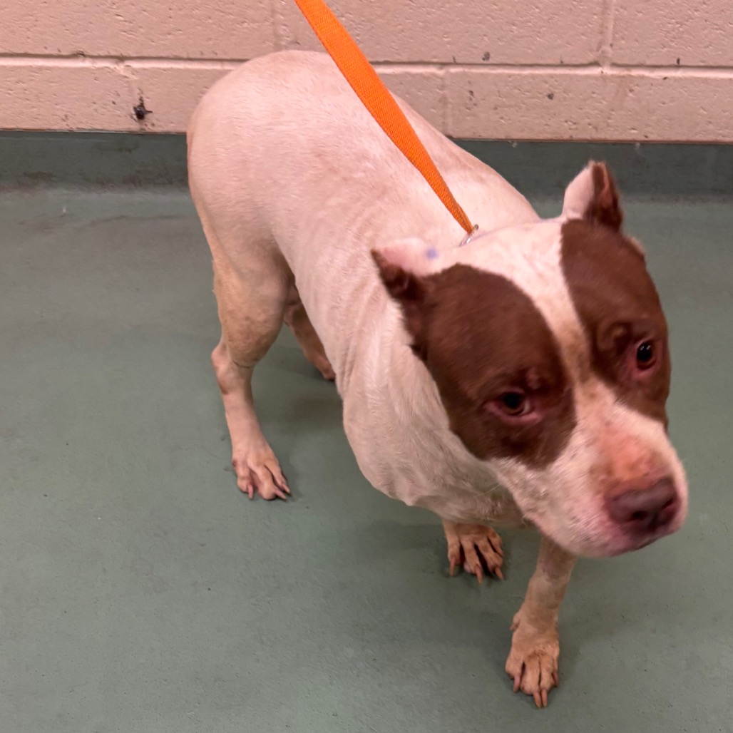 Shelter Stray Female Dog last seen , 2350 Appling City Cove, Memphis, TN 38133, USA