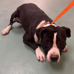 Shelter Stray Male Dog last seen , 2350 Appling City Cove, Memphis, TN 38133, USA