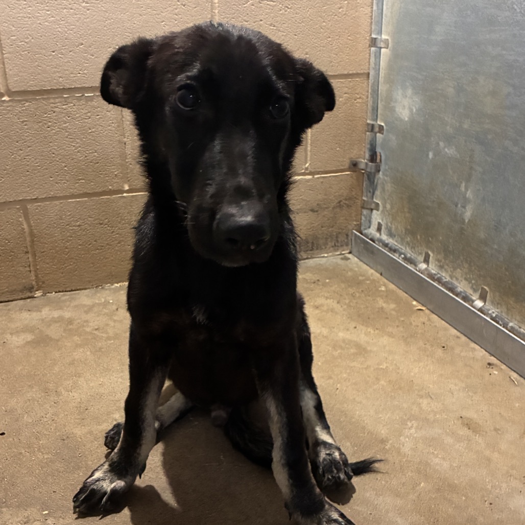 Shelter Stray Male Dog last seen , 2451 N Expressway 281, Edinburg, TX 78541, USA